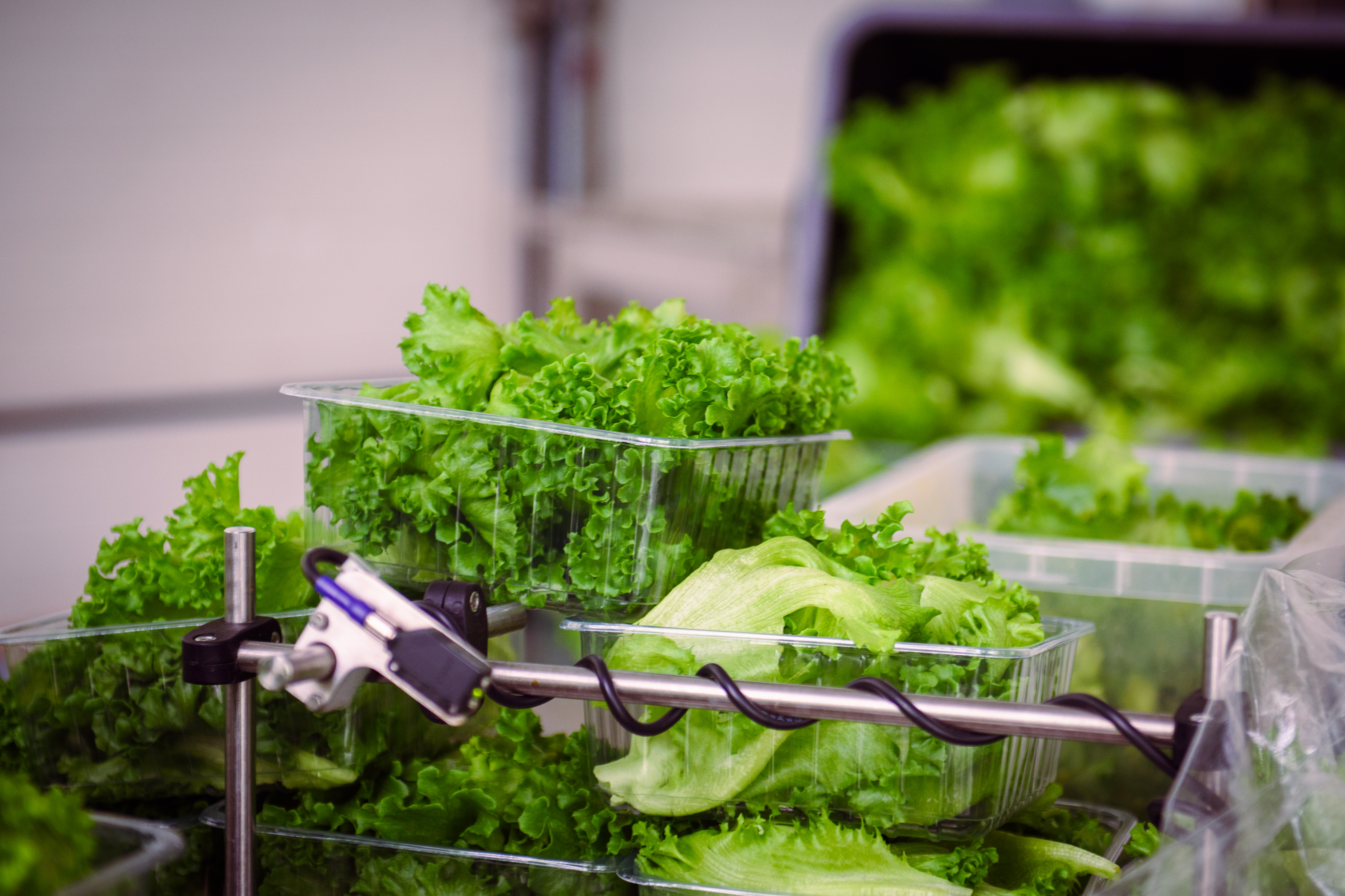Commercial vertical hydroponic lettuce racks in a Nordic production facility