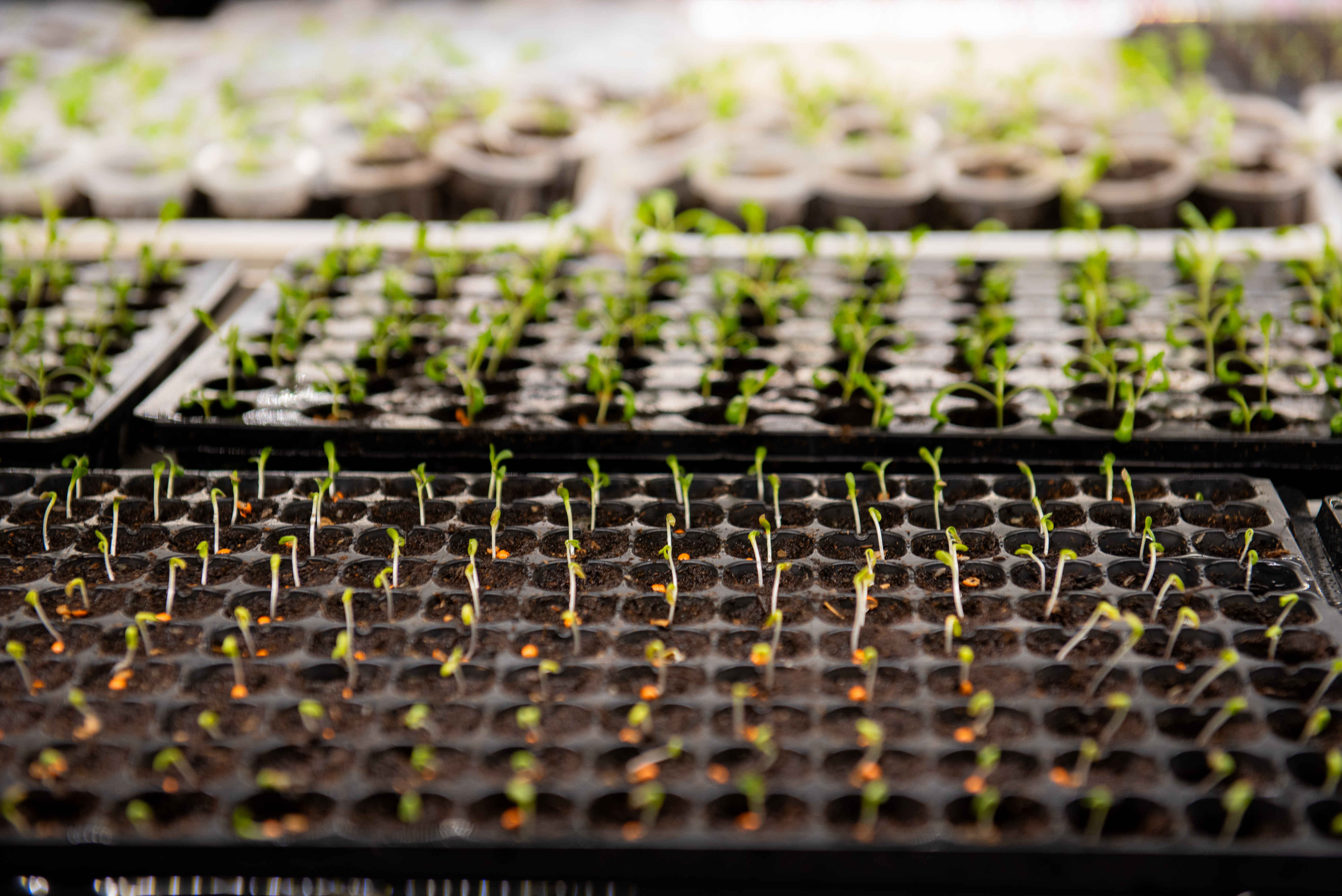 Nursery space in the hydroponic growing facility