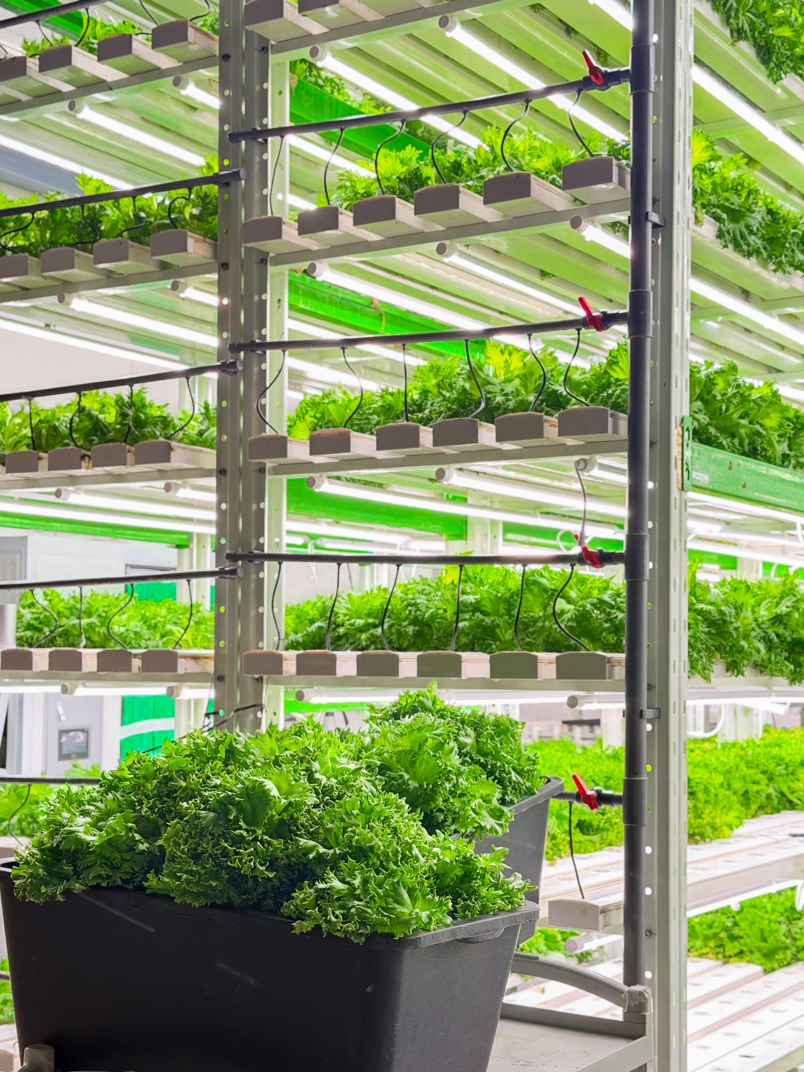 Production racks in the hydroponic growing facility